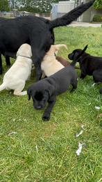 Mooie Labrador pups, Dieren en Toebehoren, Honden | Retrievers, Spaniëls en Waterhonden, België, Fokker | Hobbymatig, Reu, CDV (hondenziekte)