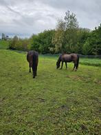 Paard en ponny te koop, Animaux & Accessoires, Chevaux