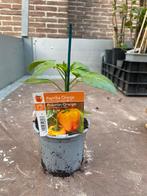Oranje paprika planten, Jardin & Terrasse, Plantes | Jardin, Enlèvement ou Envoi