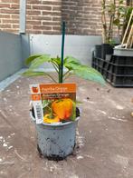 Oranje paprika planten, Enlèvement ou Envoi