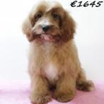 Cavapoo pups te koop, 15 weken tot 1 jaar, Buitenland, CDV (hondenziekte), Meerdere