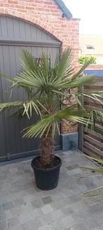 Prachtige palmbomen!, Tuin en Terras, Planten | Bomen, Ophalen of Verzenden