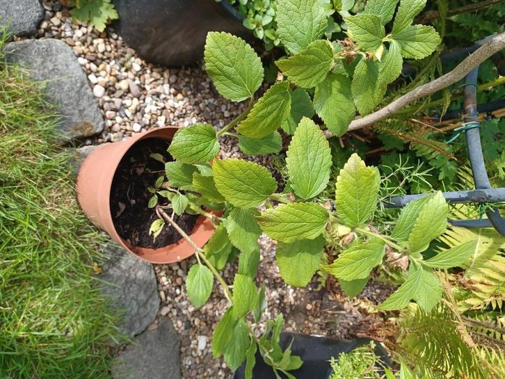 Bijenblad, Melittis melissophyllum, Tuin en Terras, Planten | Tuinplanten, Vaste plant, Kruiden, Halfschaduw, Lente, Ophalen