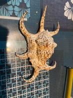 Coquillages, Verzamelen, Mineralen en Fossielen, Ophalen of Verzenden, Schelp(en)