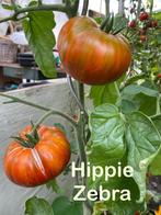 Zaden van de mooie tomaat Hippie Zebra en andere tomatenzade, Tuin en Terras, Verzenden, Voorjaar, Volle zon, Zaad