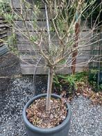 Olijfboom in pot, Ophalen