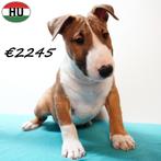 Mini Bull Terriër (reuen) pups te koop, Bull Terriër, 15 weken tot 1 jaar, Buitenland, Parvo