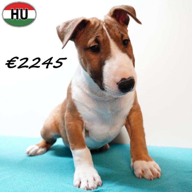 Mini Bull Terriër (mâles) chiots à vendre, Animaux & Accessoires, Chiens | Jack Russell & Terriers, Chien (mâle), Bull Terrier