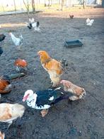 Hanen voor de kweek, Animaux & Accessoires