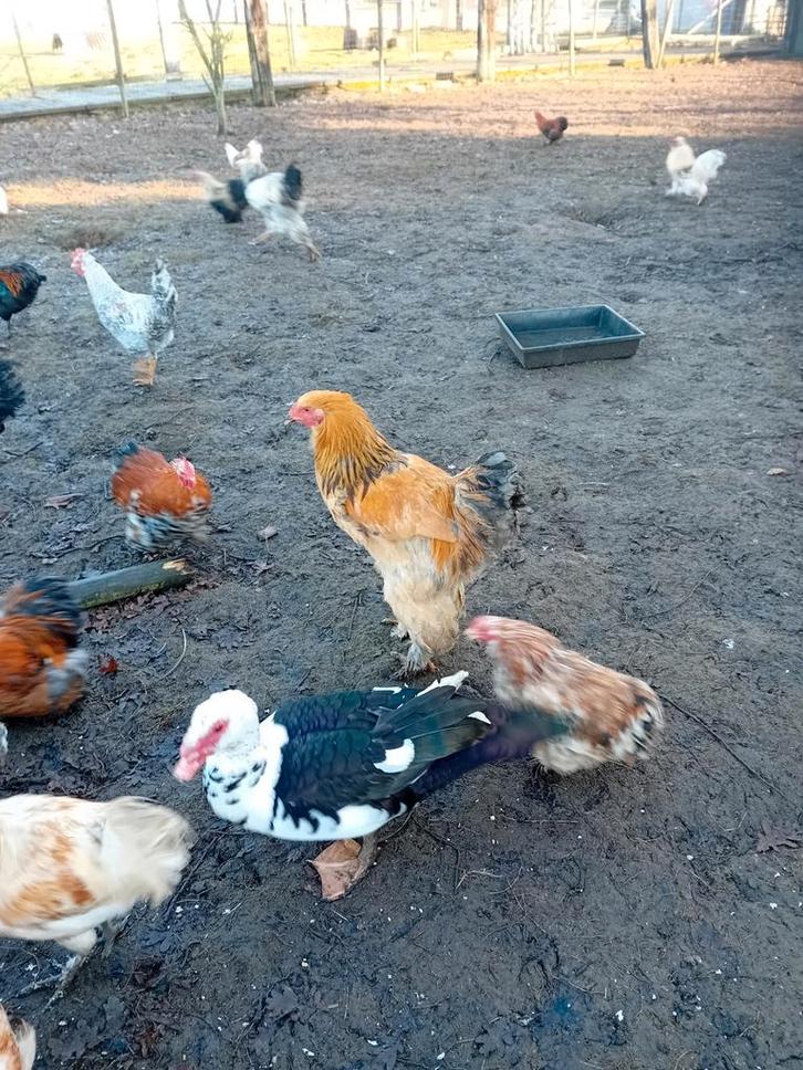 Hanen voor de kweek, Animaux & Accessoires, Volatiles