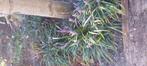 leliegras moscari liriope, Ophalen