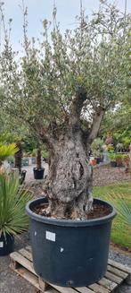 Olijfboom Olea Europaea Bonsai, Ophalen, Olijfboom
