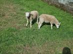 mooie lammeren, Dieren en Toebehoren, Schapen, Geiten en Varkens