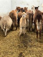 Alpaca hengst, Dieren en Toebehoren