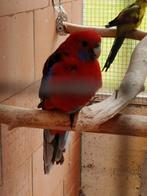 Pennant ( man) 2024, Dieren en Toebehoren, Geringd