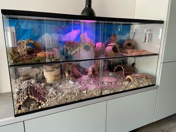 Glazen Verdelingswand – Deel uw Terrarium in Twee Gedeeltes beschikbaar voor biedingen