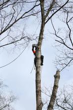 goedkoop vellen van gevaarlijke bomen die niet kunnen vallen, Ophalen