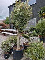 Olijfboom Olea Europaea- Mooi vertakt, Jardin & Terrasse, Plantes | Arbres, Olivier, Enlèvement
