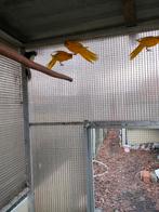 Kakarikis, Animaux & Accessoires, Oiseaux | Perruches & Perroquets