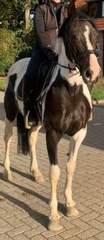 Zeer aansprekende merrie, Dieren en Toebehoren, Merrie, Niet van toepassing, 7 tot 10 jaar, Recreatiepony