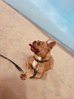 Franse Bulldog dekreu, België, Particulier, Reu, 1 tot 2 jaar