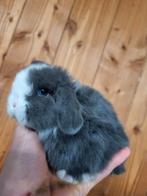 Super tam nederlands dwerg hangoortje met blauwe oogjes, Dieren en Toebehoren, Konijnen, Dwerg