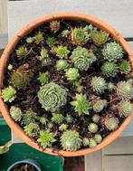 Vetplantje in terra cotta, Tuin en Terras, Ophalen, Zomer, Volle zon