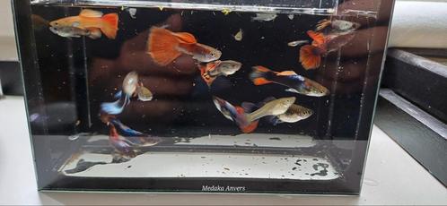 Guppen, Dieren en Toebehoren, Vissen | Aquariumvissen
