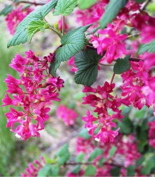 Groseillier sanguin - pot 20 cm, Jardin & Terrasse, Plantes | Arbustes & Haies, Arbuste, Autres espèces, 100 à 250 cm, Enlèvement