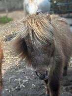 Lieve shetlander hengst, Dieren en Toebehoren, Pony's, Hengst