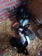 Jonge konijntjes, Dieren en Toebehoren, Konijnen