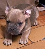franse bulldog pups, Dieren en Toebehoren, België, Reu, 8 tot 15 weken, CDV (hondenziekte)