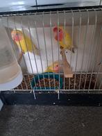 Dwergpapegaaien, Perroquet nain ou Inséparable, Bagué