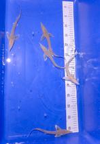 Albino steur +-20cm, Steur