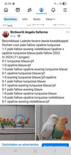 Kwkkoppel Fischeri pale fallow opaline turquoise