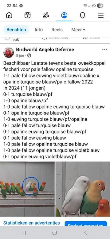Kwkkoppel Fischeri pale fallow opaline turquoise beschikbaar voor biedingen
