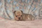 Franse Bulldog pups, Dieren en Toebehoren, Honden | Bulldogs, Pinschers en Molossers, Parvo, België, Fokker | Hobbymatig, 8 tot 15 weken