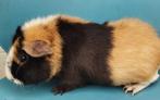 Jonge US Teddy cavia (zeugje), Dieren en Toebehoren, Maart, Vrouwelijk, Cavia