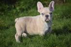 Franse bulldog pups, Dieren en Toebehoren, 15 weken tot 1 jaar, Buitenland, Meerdere, Meerdere dieren