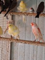 Noord Hollandse frise 25euro stuk, Dieren en Toebehoren, Vogels | Kanaries