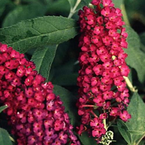 Vlinderstruik - Buddleja davidii 'Royal red', Tuin en Terras, Planten | Tuinplanten, Ophalen