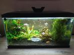 Aquarium 60cm leuke gezelschapsbak, Animaux & Accessoires, Poissons | Aquariums & Accessoires, Enlèvement, Comme neuf, Aquarium d'eau douce rempli