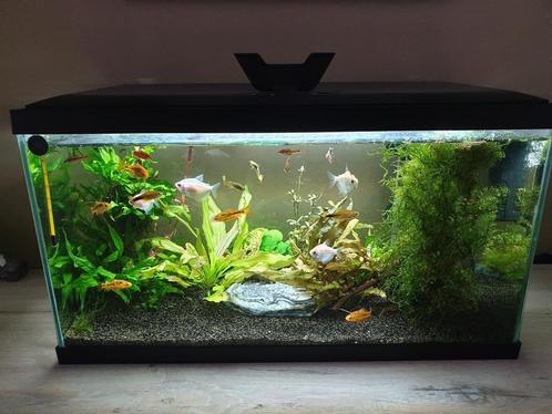 Aquarium 60cm leuke gezelschapsbak, Animaux & Accessoires, Poissons | Aquariums & Accessoires, Comme neuf, Aquarium d'eau douce rempli