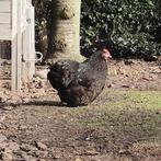 Cochin kriel hen, Femelle, Poule ou poulet