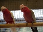 rose kakatoe, Dieren en Toebehoren, Vogels | Parkieten en Papegaaien, Vrouwelijk, Parkiet