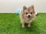 Pomeriaan pups, België, Keeshond, 8 tot 15 weken, CDV (hondenziekte)