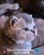 Brits korthaar kittens, Dieren en Toebehoren, Katten en Kittens | Raskatten | Korthaar, Meerdere dieren, Gechipt, 0 tot 2 jaar