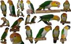 Caique papegaaien eigenkweek ‘24:, Dieren en Toebehoren, Vogels | Parkieten en Papegaaien, Meerdere dieren, Papegaai, Geringd