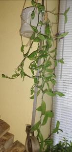 Echange ou vend misère verte, Maison & Meubles, Plantes d'intérieur, Enlèvement