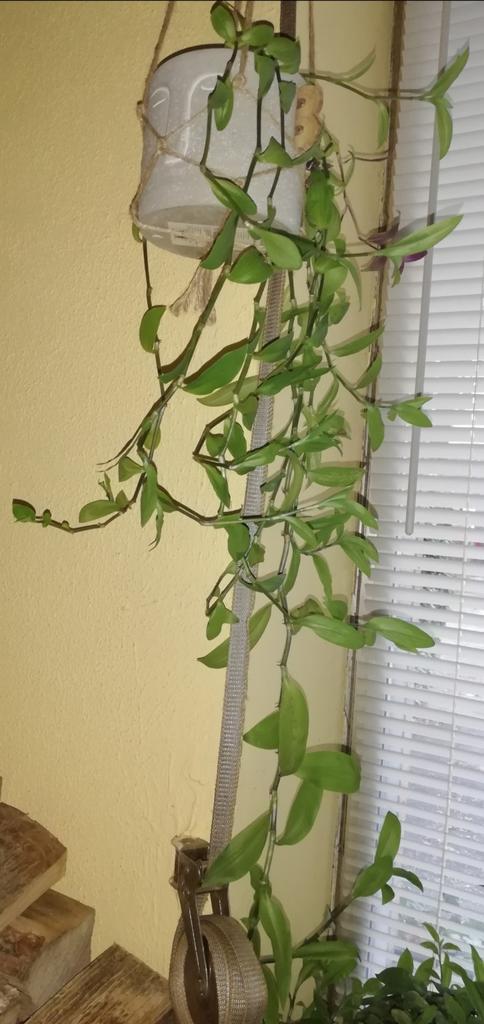 Echange ou vend misère verte, Huis en Inrichting, Kamerplanten, Ophalen